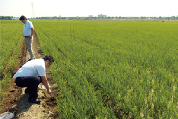 特定農家の元気な土壌で育てられた産地限定米