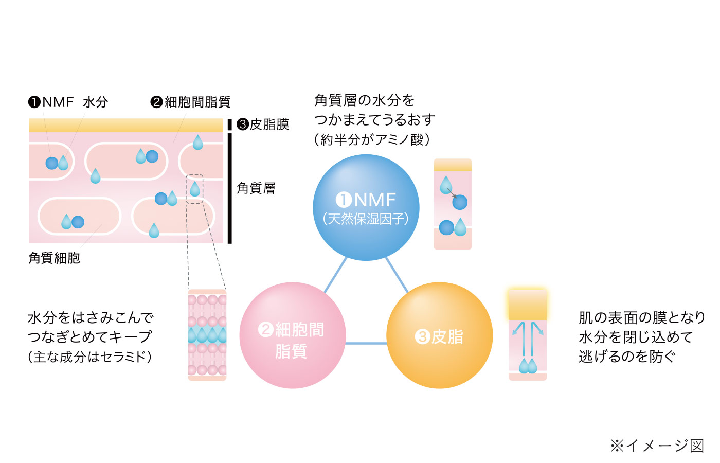 NMF、細胞間脂質、皮脂膜の3つの保湿因子