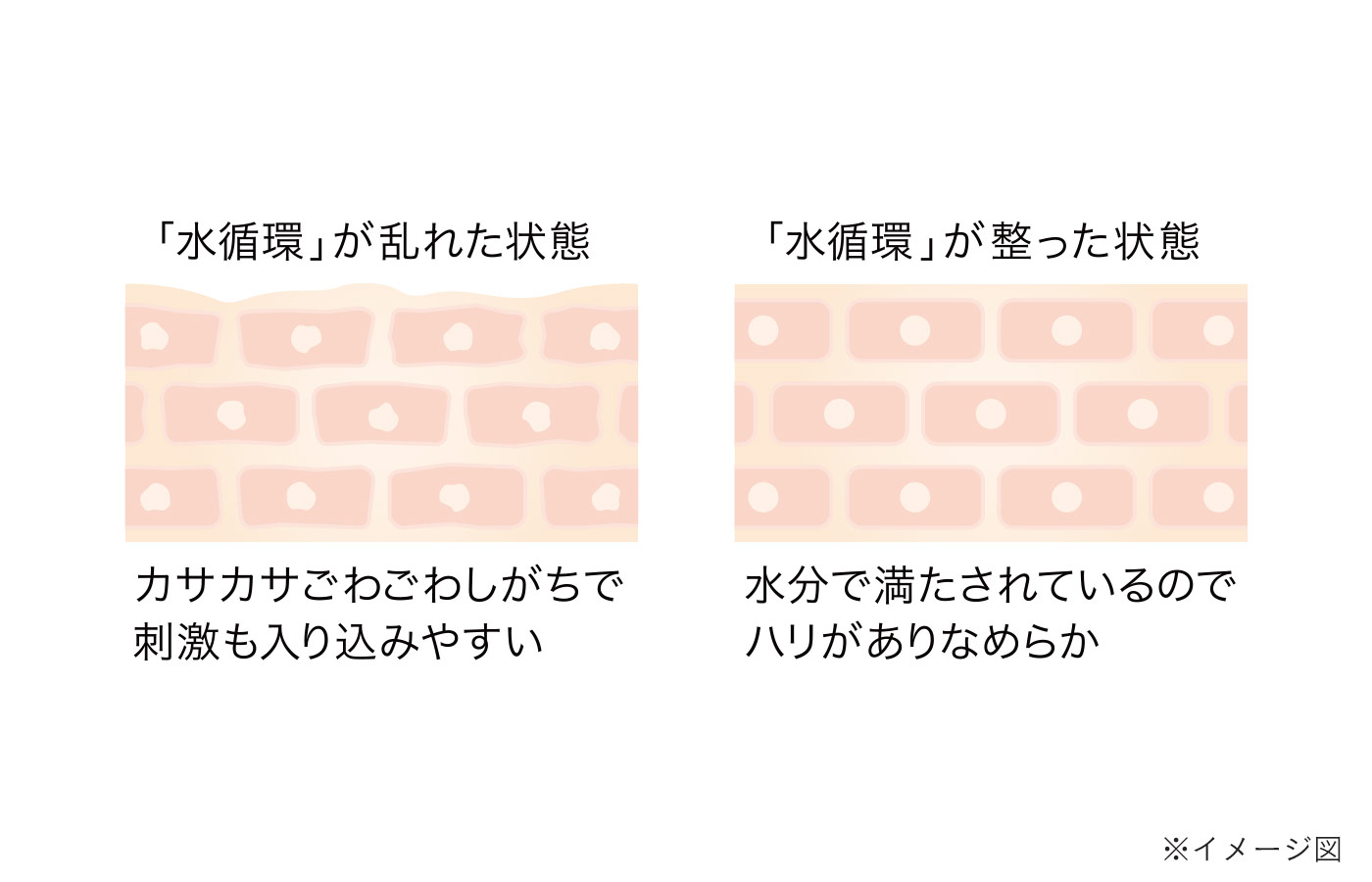 水循環に着目したPMハーブコンプレックス