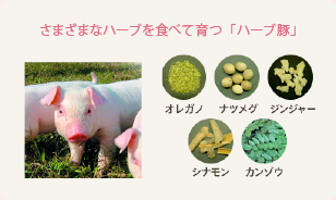 さまざまなハーブを食べて育つ「ハーブ豚」 
