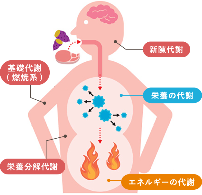 カラダを支えるいろいろな「代謝」