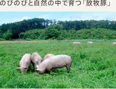 のびのびと自然の中で育つ「放牧豚」