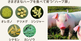 さまざまなハーブを食べて育つ「ハーブ豚」 オレガノ ナツメグ ジンジャー シナモン カンゾウ