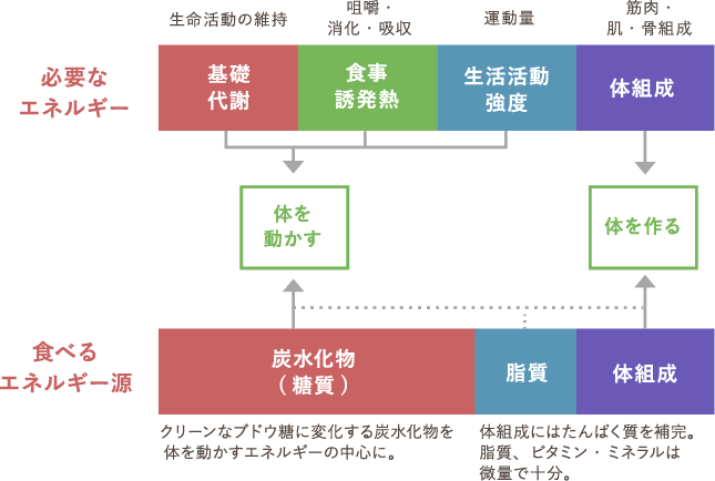 三大栄養素「炭水化物」「たんぱく質」「脂質」