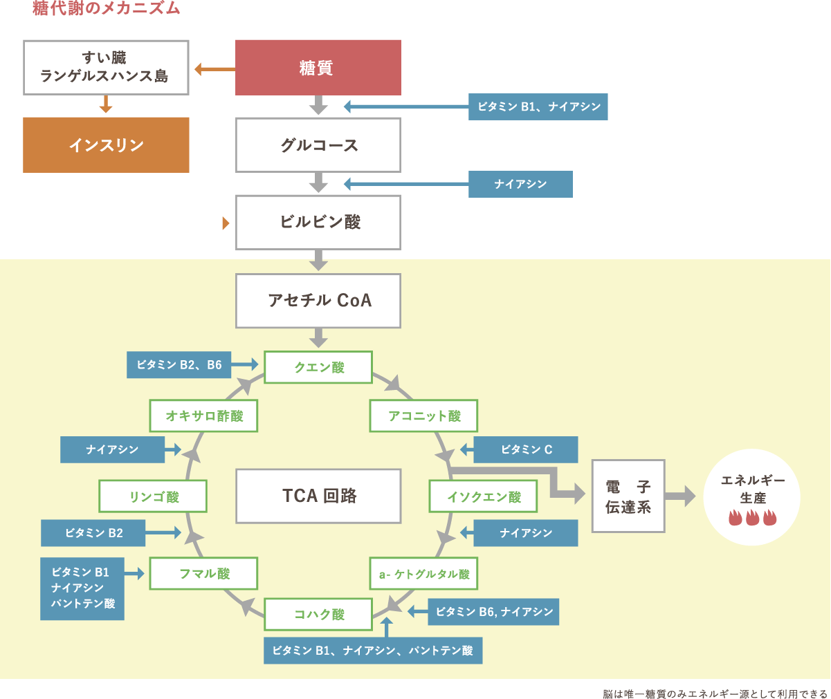 摂取したブドウ糖を効率よく代謝させる