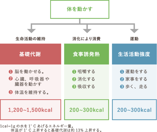 3つのエネルギー「基礎代謝」「食事誘発熱」「生活活動強度」