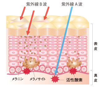 紫外線 と「リコピン」